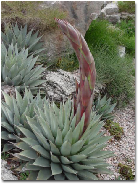 Mescal agave (Agave parryi var. neomexicana) 5 semințe 