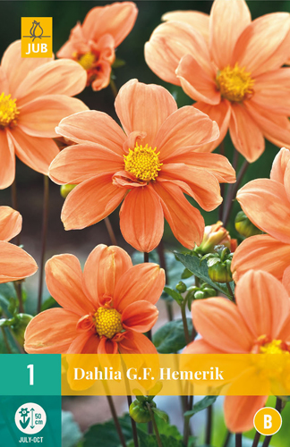 Bulb de flori Dahlia G.F. Hemerik 1 bucată JUB