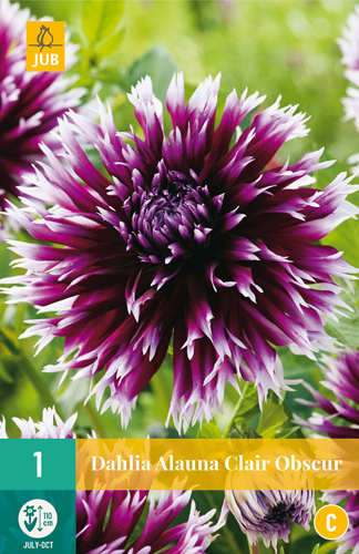 Bulb de flori Dahlia Alauna Clair-Obscur 1 JUB