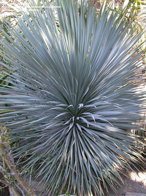 Csőrös jukka (Yucca rostrata) 5 szem