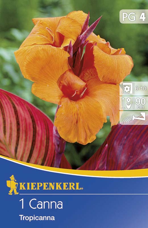 Bulbi de flori Kiepenkerl Canna Tropicana 1 db