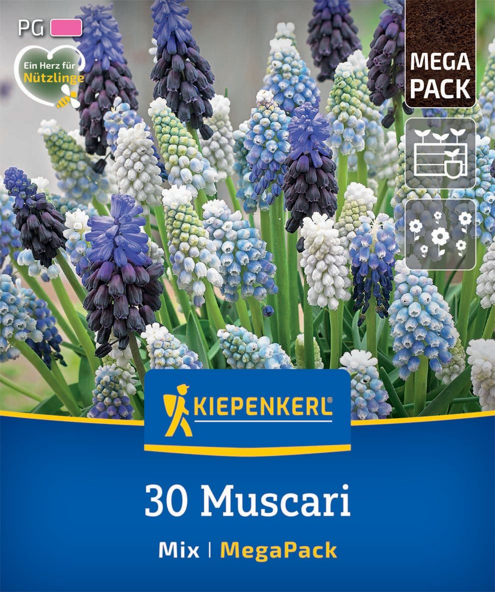 Bulb de flori Pearl (Muscari) Mix Megapack Kiepenkerl 30 buc