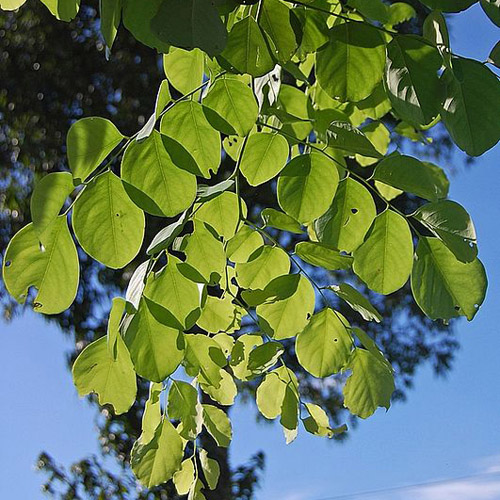Arbore de trandafiri (Dalbergia latifolia) 5 semințe