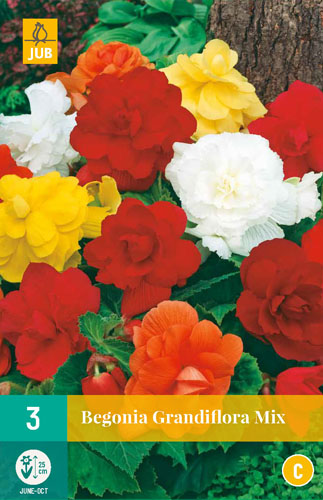 Bulb Begonia Grandifllora Mix 3 bucăți JUB