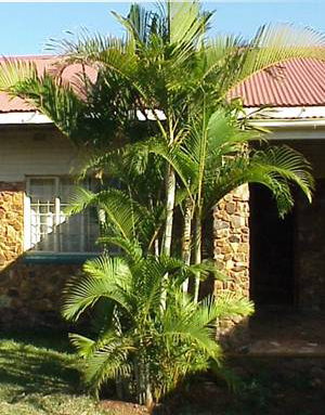 Areca - palmier de aur (Dypsis lutescens) 5 semințe
