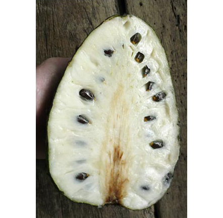Annona țepoasă (Annona muricata) 5 semințe