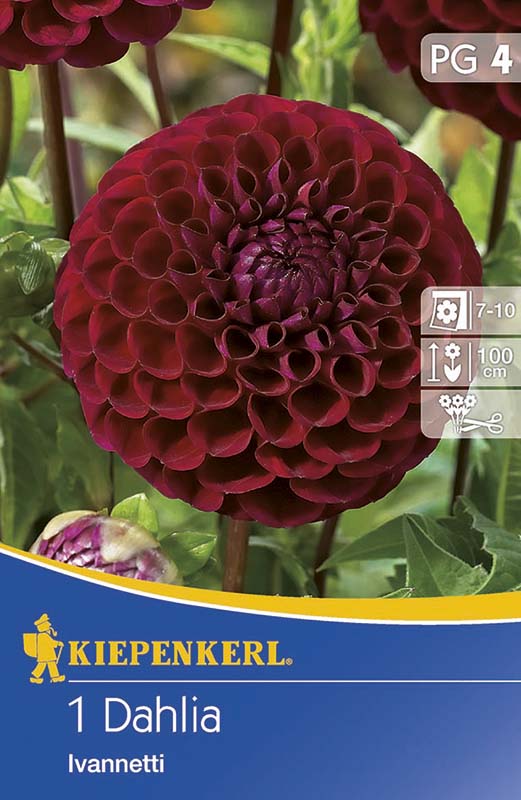 Bulbi de flori Kiepenkerl Dhalie Ivanetti 1 buc