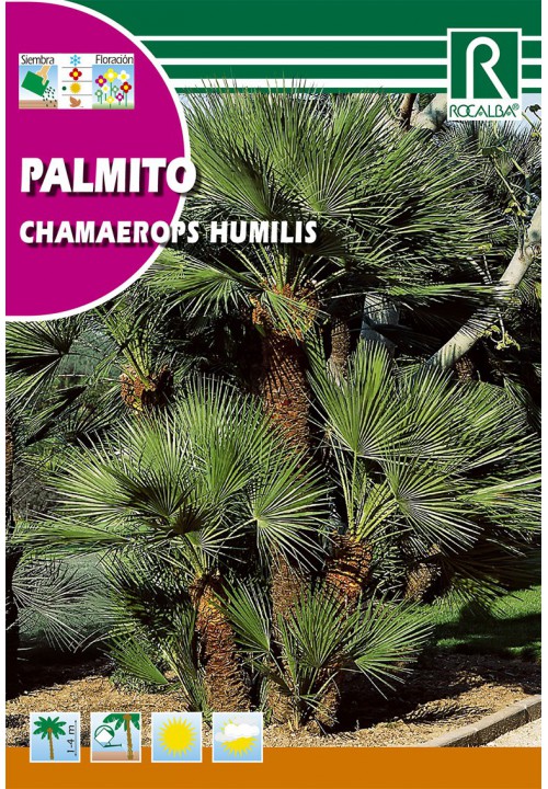 Palmier pitic (Chamaerops humilis)
