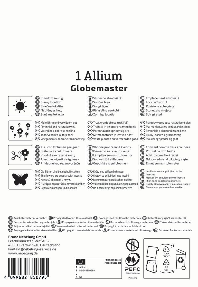 Virághagyma Díszhagyma Globemaster Kiepenkerl 1 db