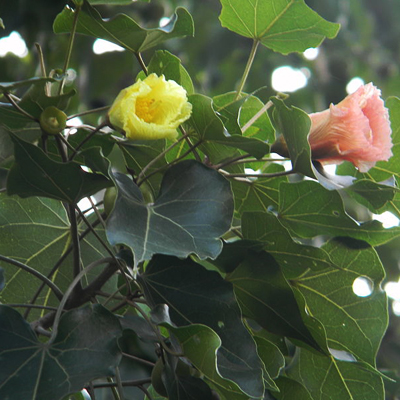 Indián tulipánfa (Thespesia populnea) 5 szem