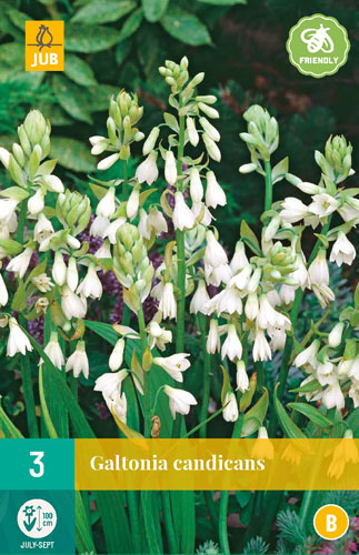 Bulb Galtonia Candicans (Hiacint de vară) 3 bucăți JUB