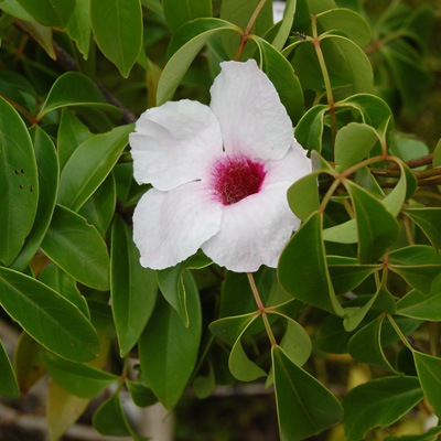 Pandorea jasminoides 5 semințe