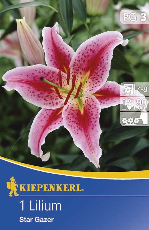 Bulbi de flori Kiepenkerl Liliom Stargazer 1 buc