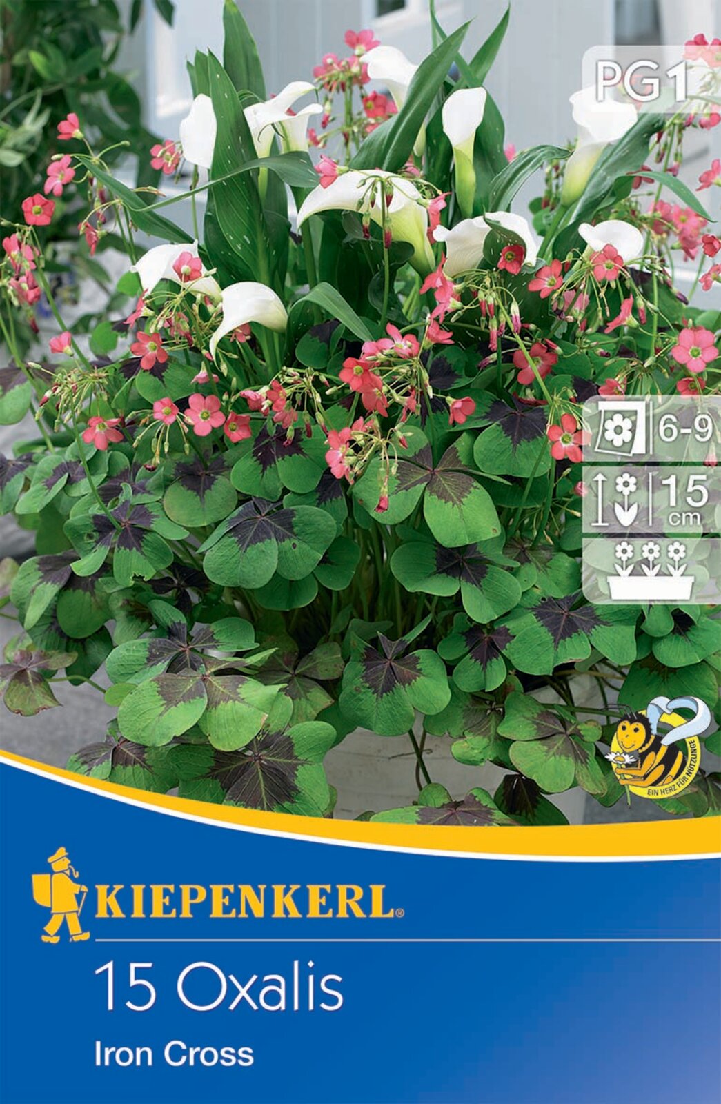 Bulb de flori Oxalis cu patru frunze (Oxalis) Crucea de fier Kiepenkerl 15 buc.