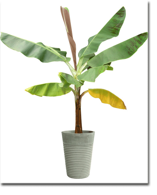 Bananier (Musa sikkimensis) 5 seminţe