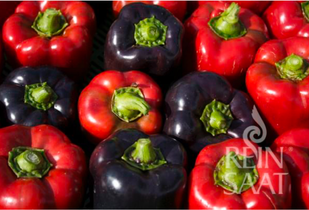 Paprika bio Violetta Rein Saat kb 35 db mag