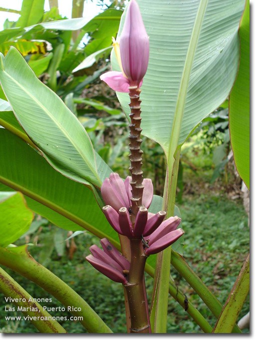 Bananier (Musa ornata) Purple Flower 5 semințe