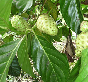 Citrifolia mare (Morinda citrifolia) 5 seminţe