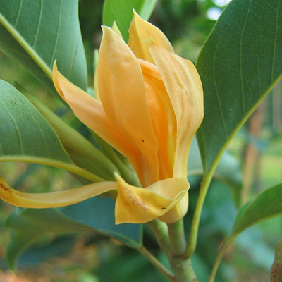 Magnolie (Magnolia champaca) 5 semințe