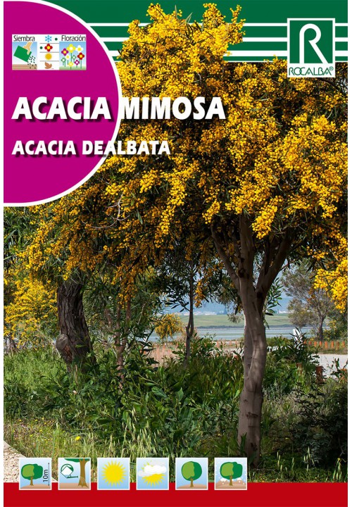 Mimoza (Acacia dealbata)
