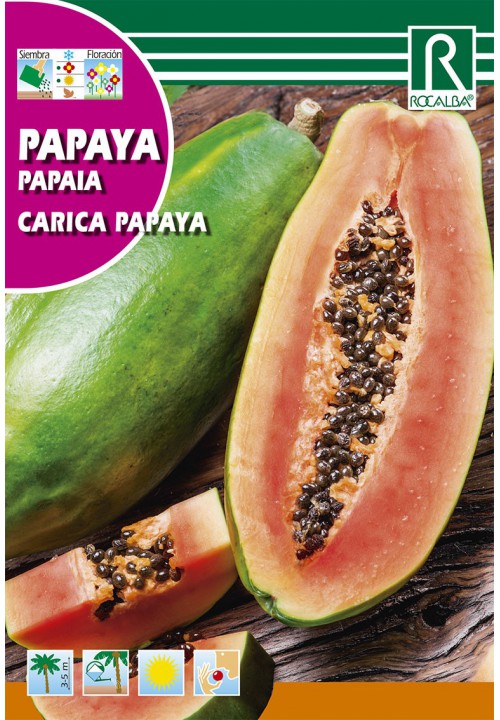Papaya copac de pepene (Carica papaya)