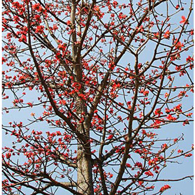 Arbore debumbac (Bombax ceiba) 5 seminţe