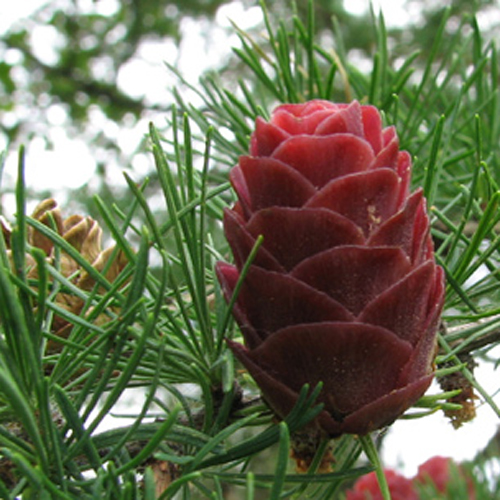Zadă siberiană (Larix sibrica) 5 semințe