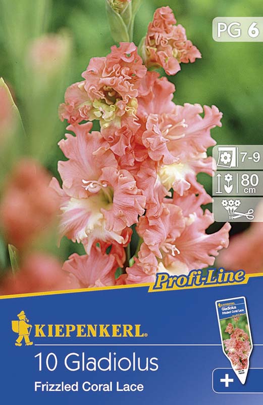 Bulbi de flori Kiepenkerl Gladiole Fr. Coral lace 6 buc