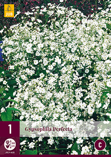 Évelő Gyipsophila Perfecta (Fátyolvirág) 1 db JUB