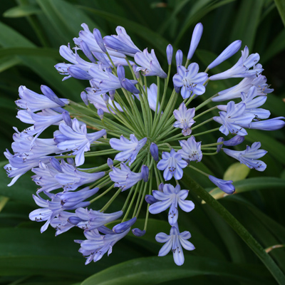 Floare de dragoste albastră timpurie (Agapanthus praecoX Blue) 5 semințe
