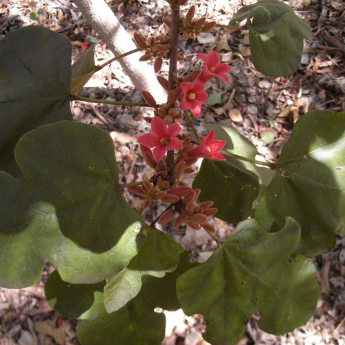 Arbore exotic Brachychiton bidwillii 5 seminţe