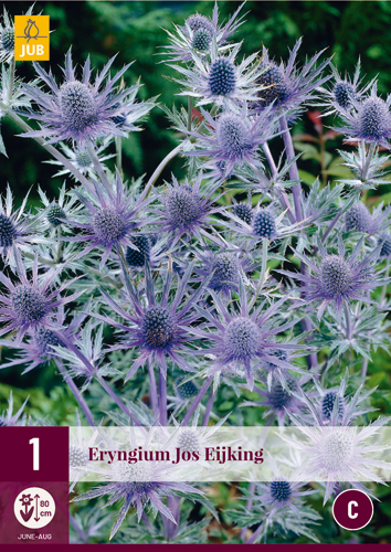 Eryngium perene Jos Eijking (Iringos) 1 JUB