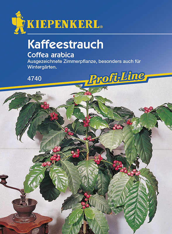 Arbust cafea Kiepenkerl 15 semințe