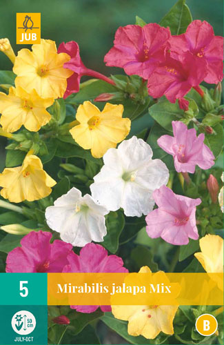 Bomboane de flori Mirabilis jalapa Mix (Big Miracle Bulb) 5 bucăți JUB