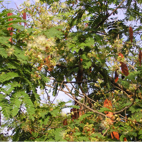 Ceylon trandafir (Albizia odoratissima) 5 semințe