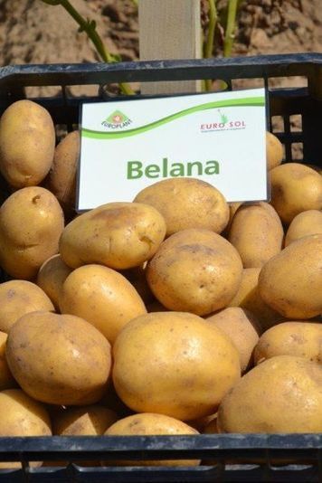 Tuberculi de cartofi de semănat "Belana" 50 db
