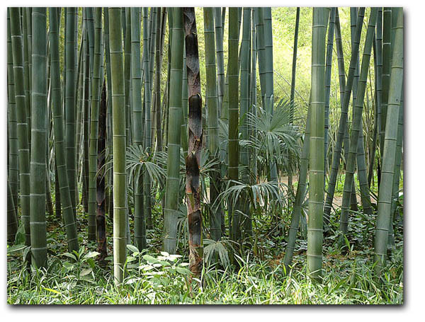 Bambus Moso (Phyllostachys pubescens) 5 semințe
