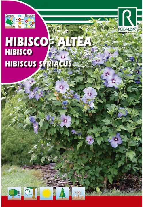 Planta Hibiscus (Hibiscus syriacus)