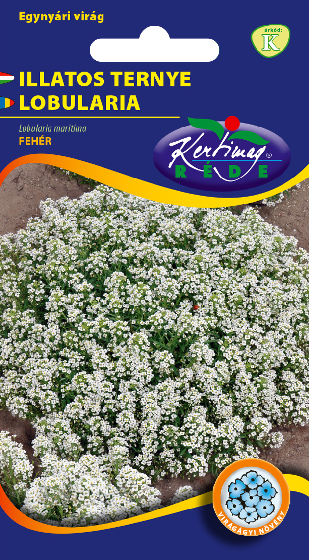 Lobularia maritima albă