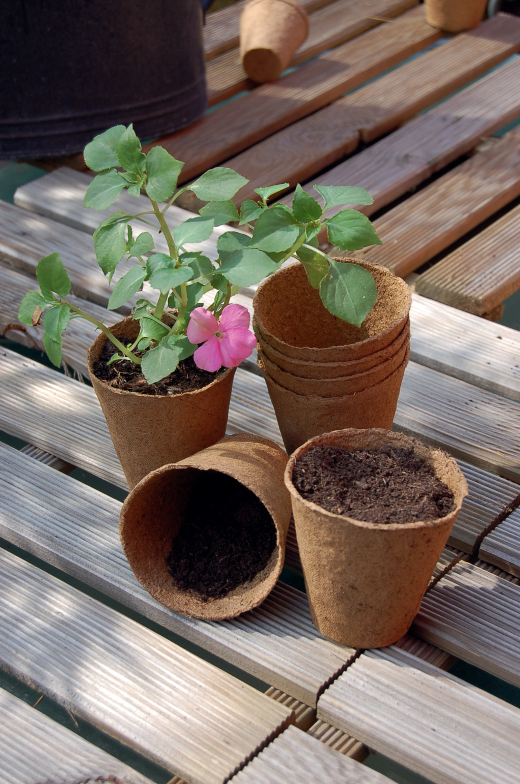 Tőzegcserép "Growing Pots" 6 cm átmérő 24 db