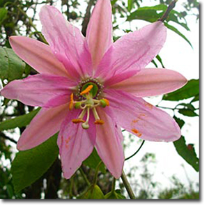 Molyhos golgotavirág (Passiflora mollissima) 5 szem