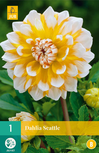 Bulb de flori Dahlia Seattle 1 bucată JUB