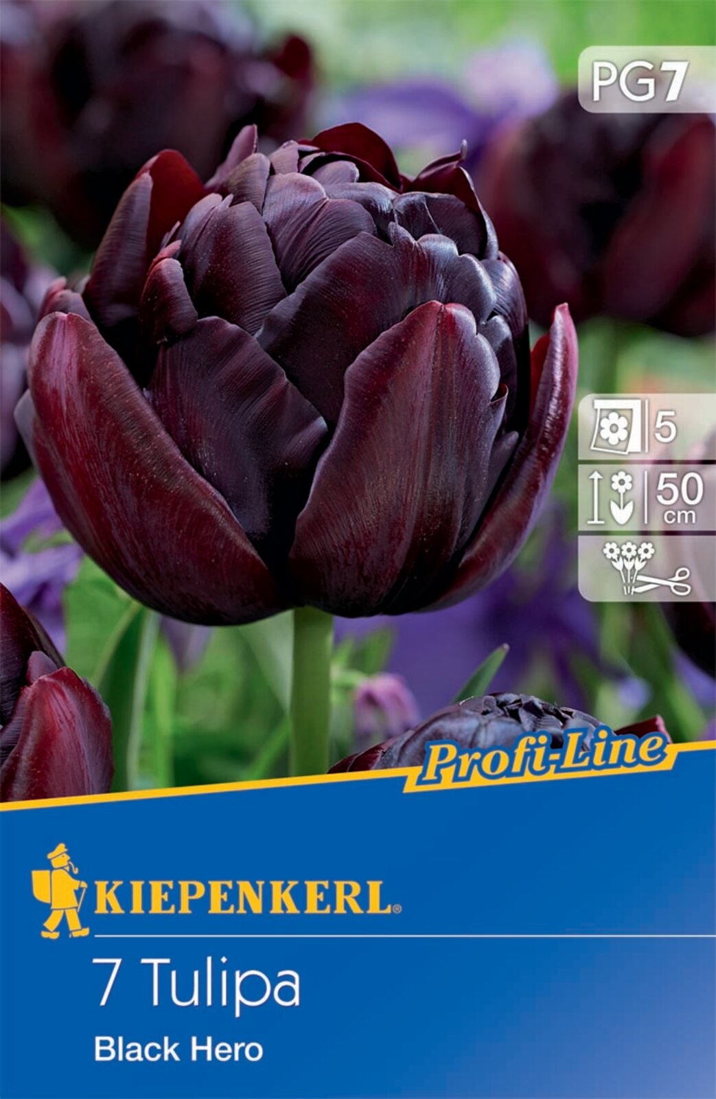 Bulb de floare Lalea Negru Hero 7 buc Kiepenkerl