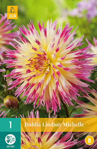 Bulb de flori Dahlia Lindsay Michelle 1 bucată JUB