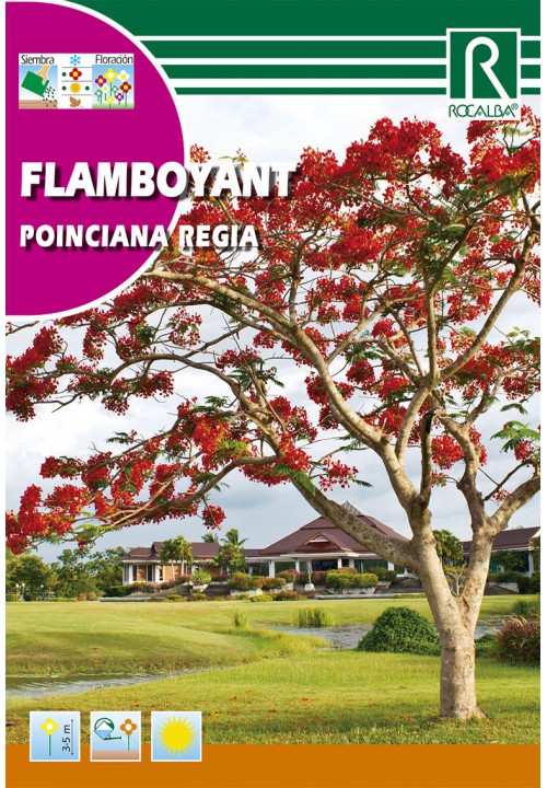 Copac Fluture (Caesalpinia poinciana regia)