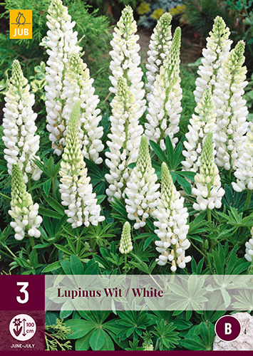 Perene Lupinus Wit/White (Star Lupinus) 3 buc JUB