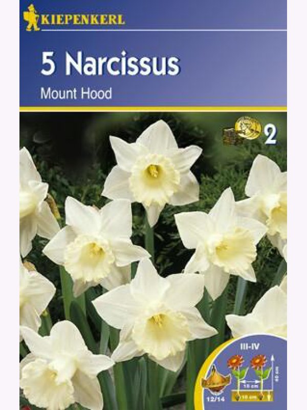 Bulbi de narcis Kiepenkerl Muntele Hood 5 buc
