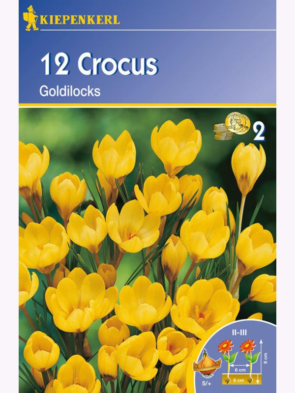 Bulbi ceapă Brânduşă botanică Kiepenkerl Goldilocks 12 buc.