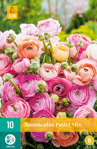 Virághagyma Boglárka (Ranunculus) Pastel Mix 10 db JUB
