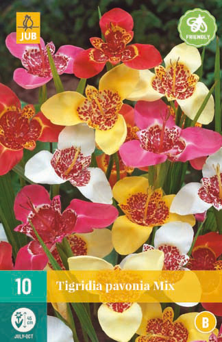 Bulb de flori Tigridia pavonia Mix (Floare de tigru păun) 10 buc JUB